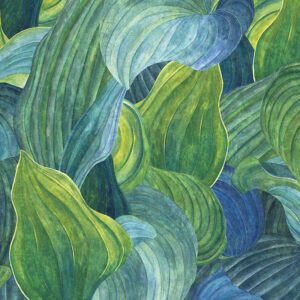 Fototapet Hosta Aqua cod DG2HOS1011